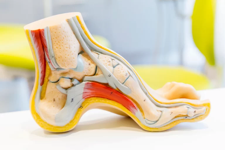 Zobrazí se anatomický model lidské nohy, který detailně zobrazuje kosti, svaly a šlachy. Model je označen čísly pro identifikaci konkrétních dílů. Pozadí je jemně rozmazané a zaměřuje pozornost na model.